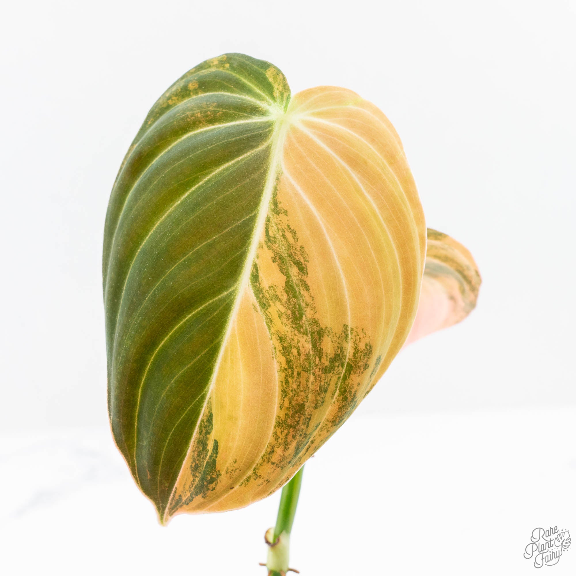 philodendron melanochrysum yellow leaves Philodendron melanochrysum orange variegated (wk23-UF) – Rare Plant Fairy