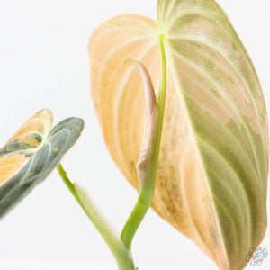 Philodendron melanochrysum orange variegated (wk23-UF)