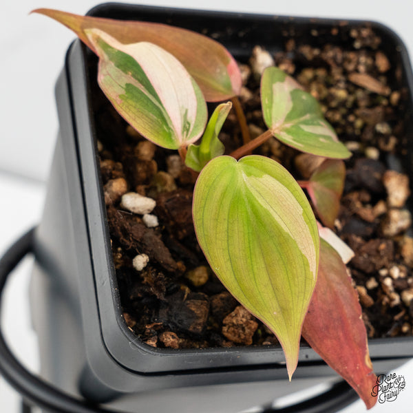 Philodendron Micans Albo/Pink Variegated (wk52-B)