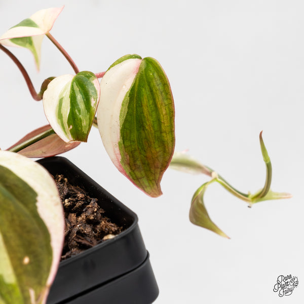 Philodendron Micans Albo/Pink Variegated (wk1-C)