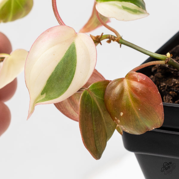 Philodendron Micans Albo/Pink Variegated (wk1-C)