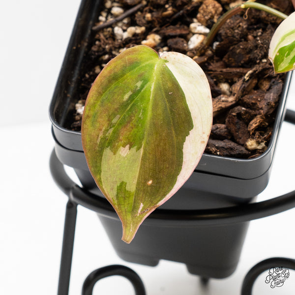 Philodendron Micans Albo/Pink Variegated (wk1-C)