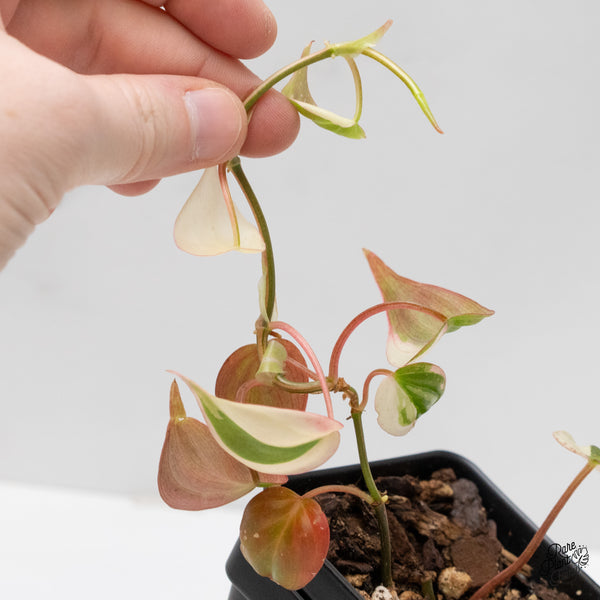 Philodendron Micans Albo/Pink Variegated (wk1-C)