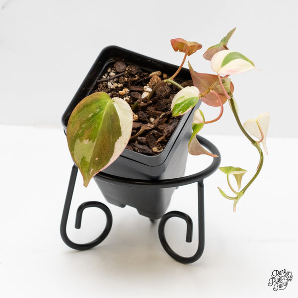 Philodendron Micans Albo/Pink Variegated (wk1-C)