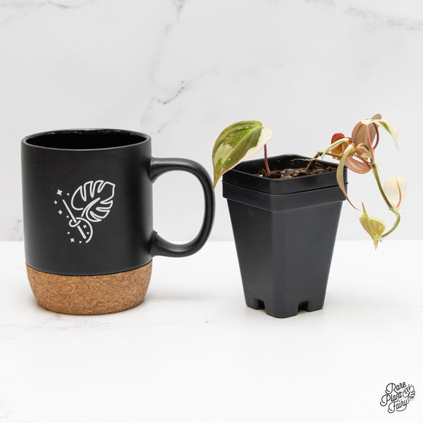 Philodendron Micans Albo/Pink Variegated (wk1-C)