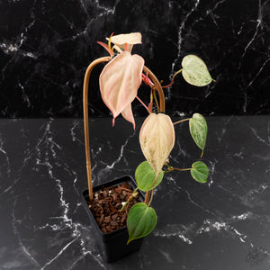 Philodendron 'Micans' Pink Mint Variegated