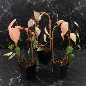 Philodendron 'Micans' Pink Mint Variegated