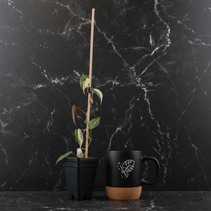 Philodendron Micans Albo/Pink Variegated (wk44-L406)