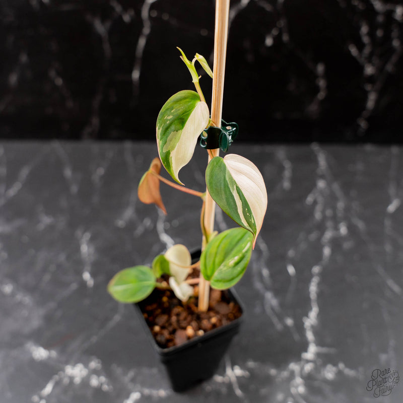 Philodendron Micans Albo/Pink Variegated (wk44-L406)