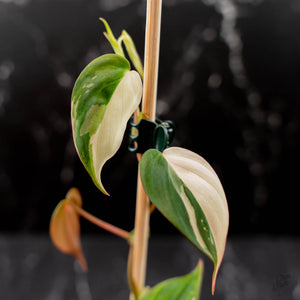 Philodendron Micans Albo/Pink Variegated (wk44-L406)