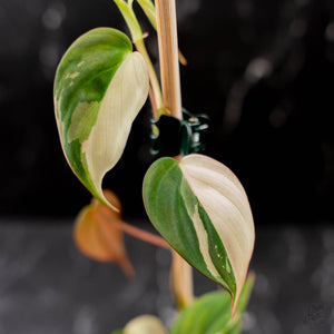 Philodendron Micans Albo/Pink Variegated (wk44-L406)
