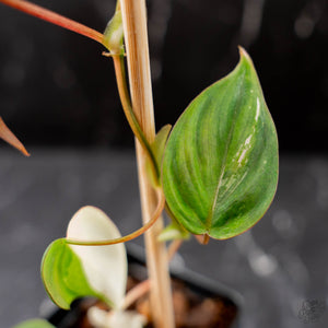 Philodendron Micans Albo/Pink Variegated (wk44-L406)