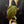 Philodendron Micans Albo/Pink Variegated (wk44-L406)
