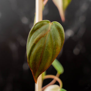 Philodendron Micans Albo/Pink Variegated (wk44-L406)