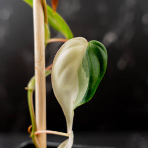 Philodendron Micans Albo/Pink Variegated (wk44-L406)