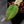 Philodendron Micans Albo/Pink Variegated (wk44-L406)