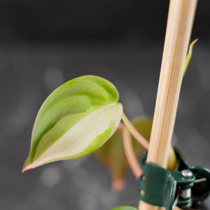 Philodendron Micans Albo/Pink Variegated (wk44-L407)