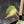 Philodendron Micans Albo/Pink Variegated (wk44-L407)