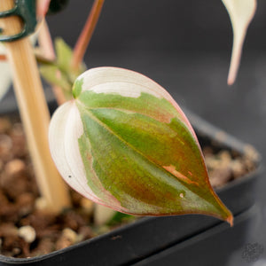 Philodendron Micans Albo/Pink Variegated (wk44-L407)