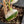 Philodendron Micans Albo/Pink Variegated (wk44-L407)