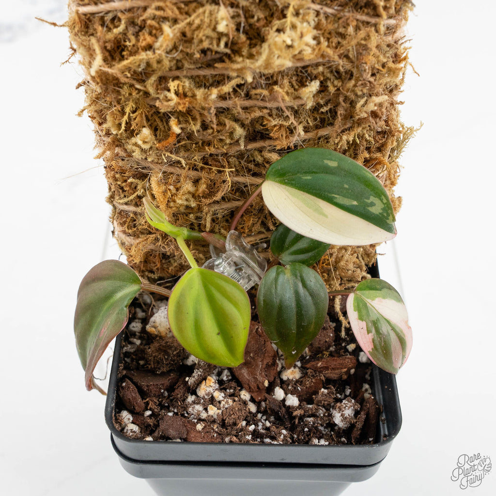 Philodendron Micans Albo/Pink Variegated (wk17-B)