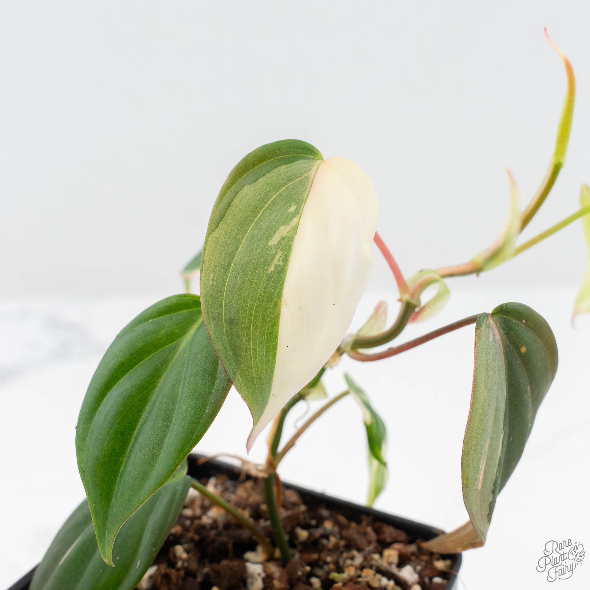 philodendron pink mican Philodendron Micans Albo/Pink Variegated (wk19-C)