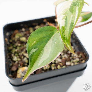 philodendron pink micans variegated Philodendron Micans Albo/Pink Variegated (wk20-C)