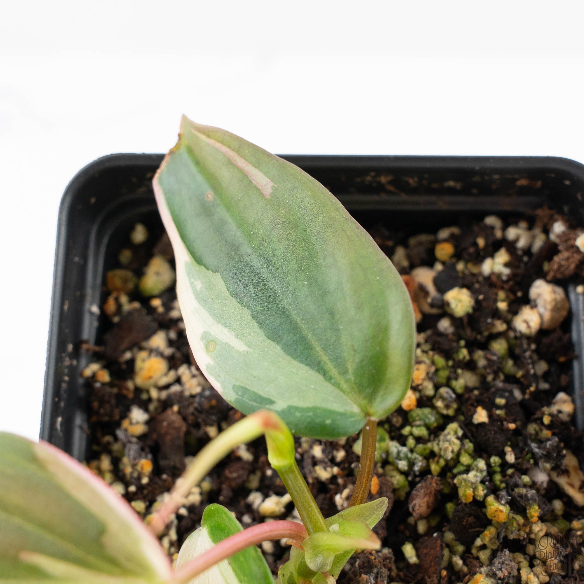 philodendron micans albo Philodendron Micans Albo/Pink Variegated (wk21-A)
