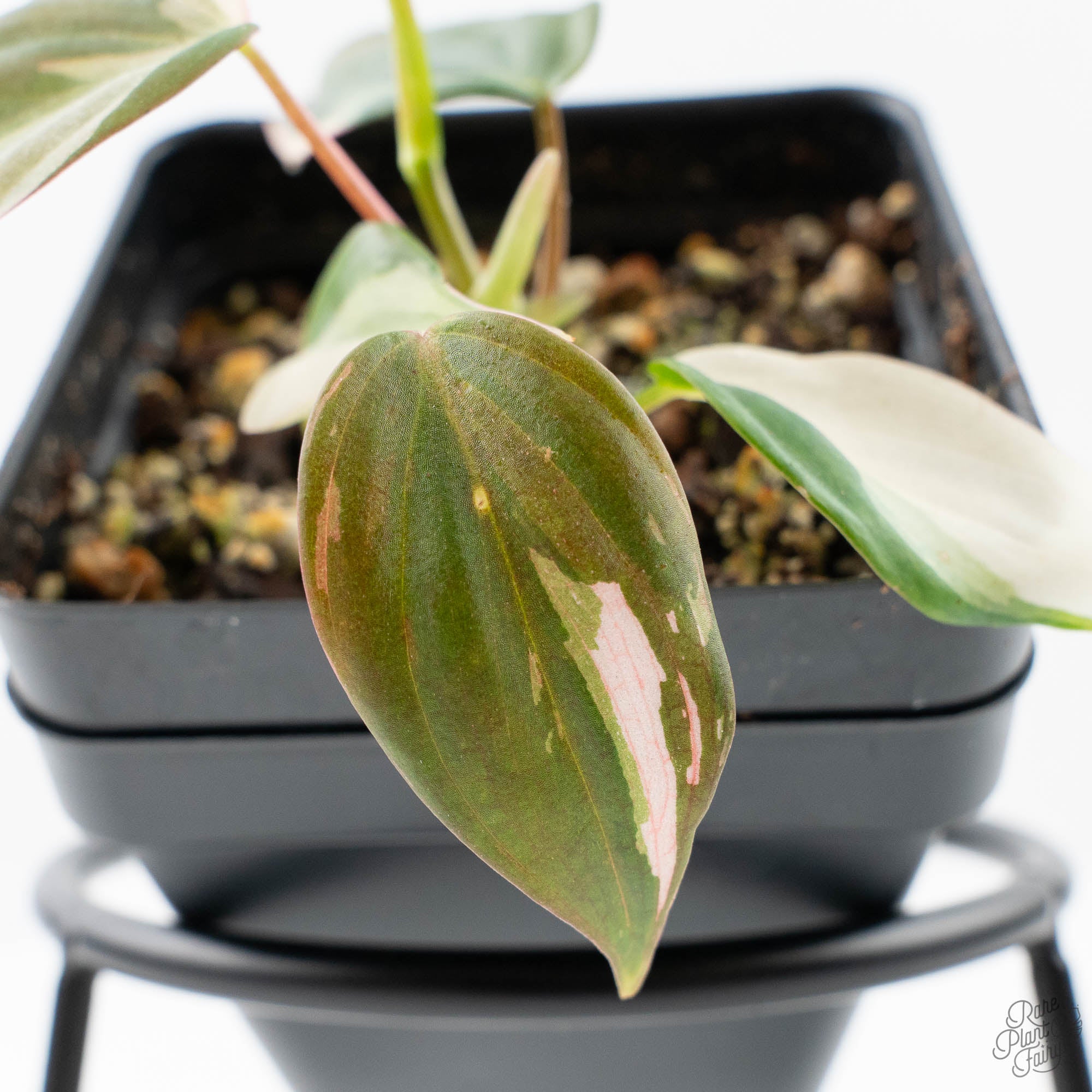 philodendron micans albo Philodendron Micans Albo/Pink Variegated (wk21-A)