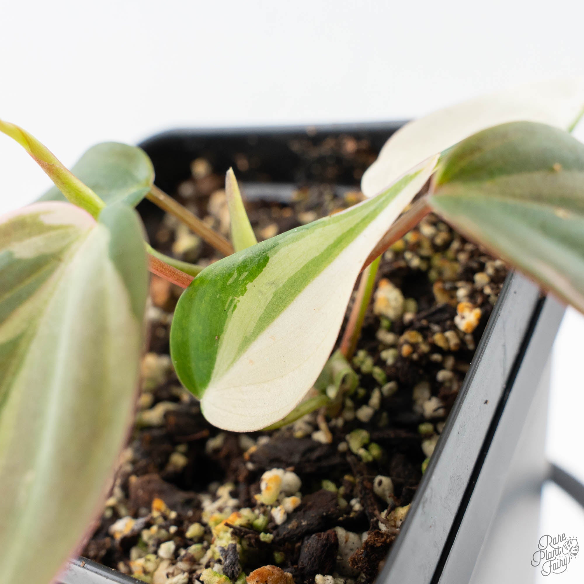philodendron micans albo Philodendron Micans Albo/Pink Variegated (wk21-A)