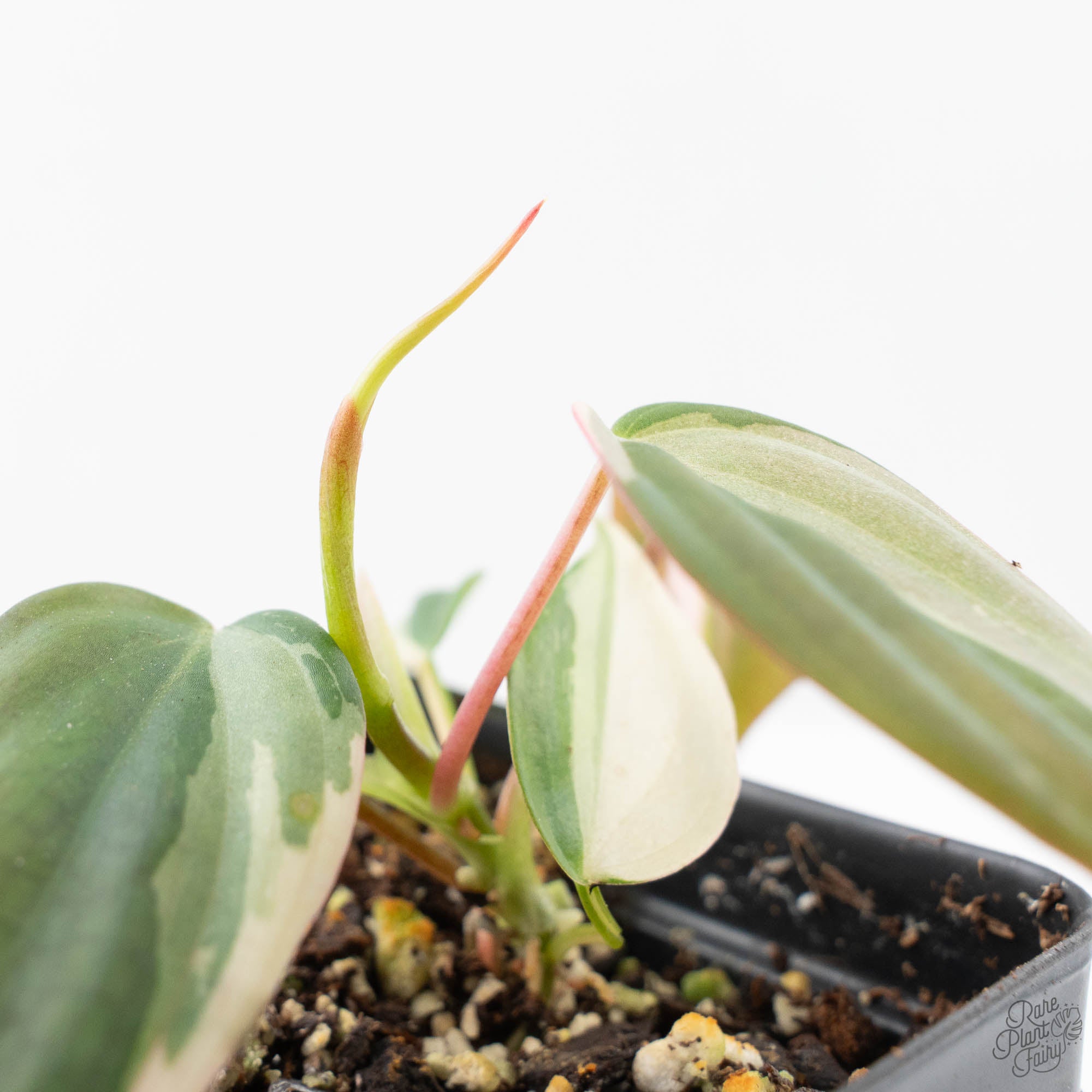 philodendron micans albo Philodendron Micans Albo/Pink Variegated (wk21-A)