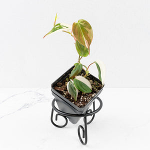 Philodendron Micans Albo/Pink Variegated (wk33-L18)