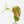 Philodendron Micans Albo/Pink Variegated (wk33-L18)