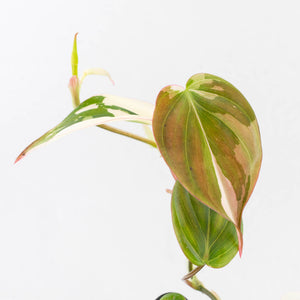 Philodendron Micans Albo/Pink Variegated (wk33-L18)