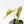 Philodendron Micans Albo/Pink Variegated (wk33-L18)