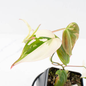 Philodendron Micans Albo/Pink Variegated (wk33-L18)