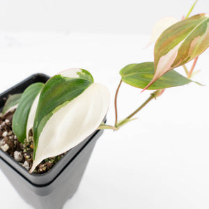 Philodendron Micans Albo/Pink Variegated (wk33-L18)