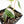 Philodendron Micans Albo/Pink Variegated (wk33-L18)