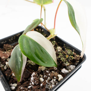 Philodendron Micans Albo/Pink Variegated (wk33-L18)