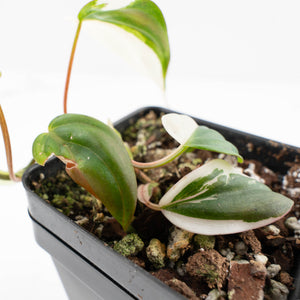 Philodendron Micans Albo/Pink Variegated (wk33-L18)
