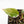 Philodendron Micans Albo/Pink Variegated (wk26-C)