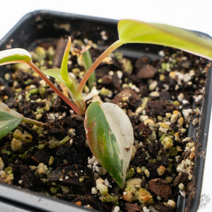 Philodendron Micans Albo/Pink Variegated (wk26-C)