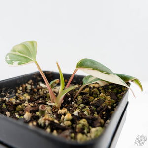 Philodendron Micans Albo/Pink Variegated (wk26-C)