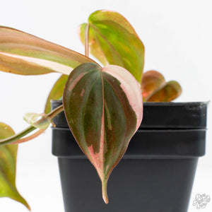 Philodendron Micans Albo/Pink Variegated (wk28-F)