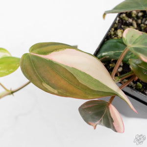 Philodendron Micans Albo/Pink Variegated (wk28-F)