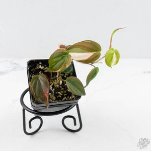 Philodendron Micans Albo/Pink Variegated (wk28-F)