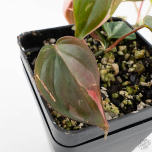 Philodendron Micans Albo/Pink Variegated (wk28-F)