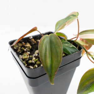 Philodendron Micans Albo/Pink Variegated (wk28-F)