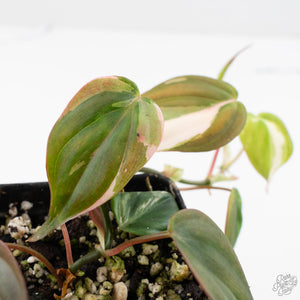 Philodendron Micans Albo/Pink Variegated (wk28-F)