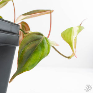 Philodendron Micans Albo/Pink Variegated (wk28-F)